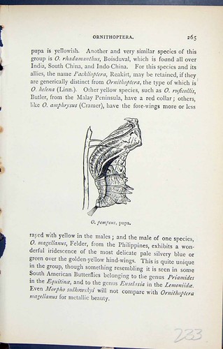 Old antique print - print, ornithoptera