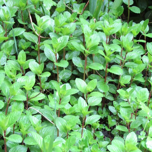 Ginger mint live - 9x,