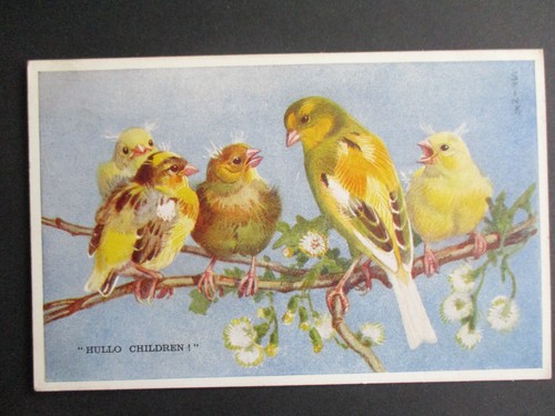 Postcard greenfinch birds - postcard,