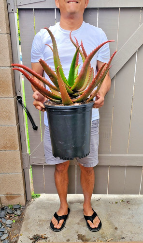 Starfish aloe cameronii - starfish,