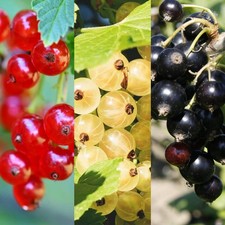 Currant 3 Plant Mix in 9cm Pots - High Yielding Easy Grow Garden Fruit Bushes