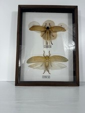 Framed pseudophyllus titan - framed,