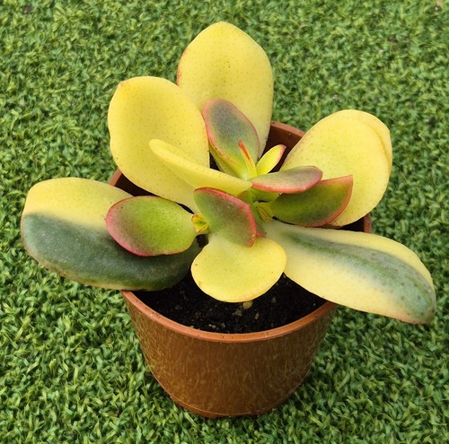 Crassula ovata hummel s - crassula,
