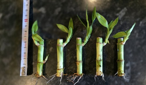 Small lucky bamboo stems - bamboo,