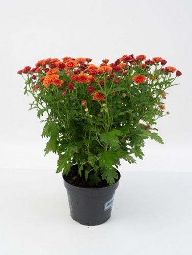 Orange chrysanthemum plant - plant, in