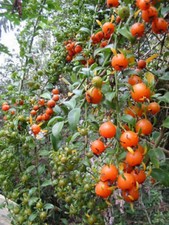 Pereskia aculeata SEED