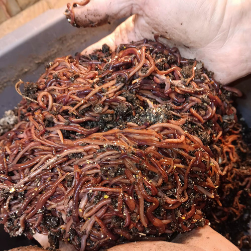 We got - 🐛(terry's),