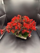 Aquarium Bonsai Tree Red Aquascape Natural Stone Unique - Rachel