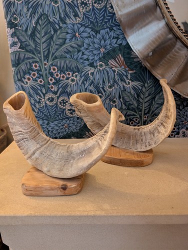 Mounted rams horns - mounted,