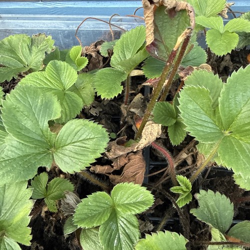 Strawberry plants cambridge - 10,