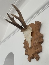 Antlers of a Roe Deer Pk32