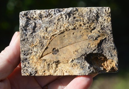 Amazing rare fossil - ,,