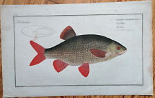 Bloch copperplate fish Cyprinus erithro. Folio - 1782
