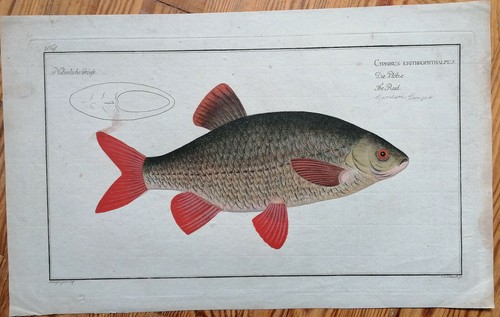 Bloch copperplate fish