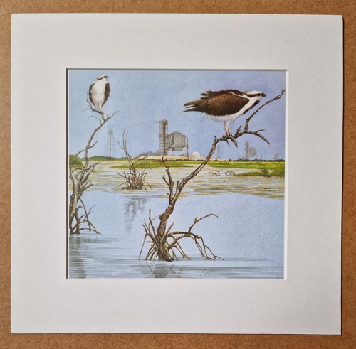 Warren ospreys 1984 coastal - ospreys,