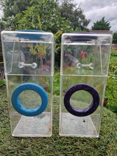 Jumping spider enclosure - jumping,