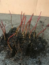 Snake bark maples, bare-root