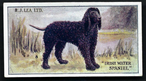 Lea dogs 7 - (1-25), #7