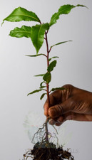 Bay tree (Laurus nobilis) -