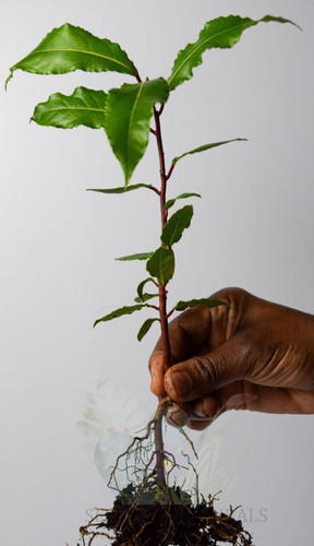 Bay tree - (laurus, nobilis)
