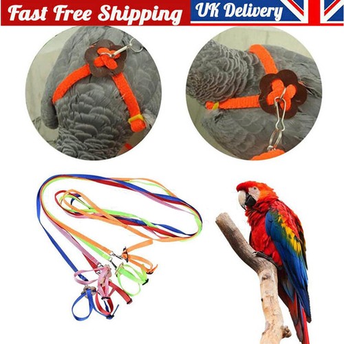 Pet parrot bird harness lead - bird,