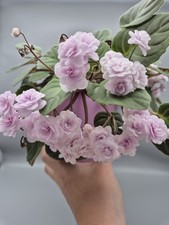 Trailer African Violet
