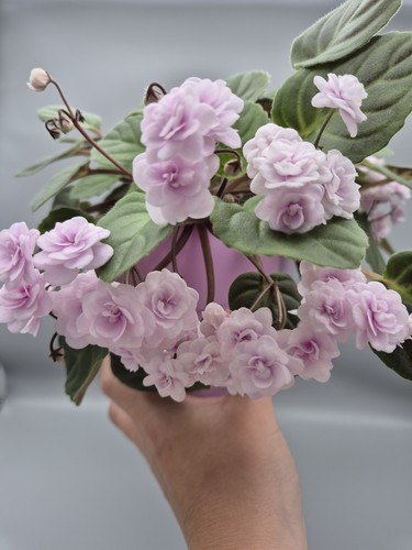 Trailer african violet - trailer,