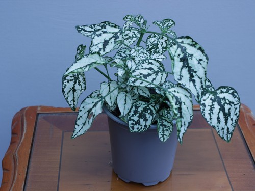 White polka dot plant - polka,