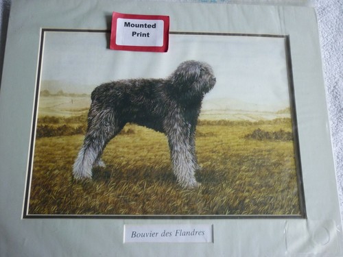 Bouvier des flandres - flandres, dog