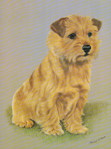 Print norfolk terrier - terrier, by