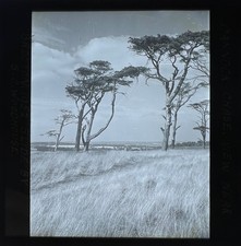 Glass Magic Lantern Slide - CANNOCK CHASE, VIEW NEAR BROCTON. 1952.  (A3)