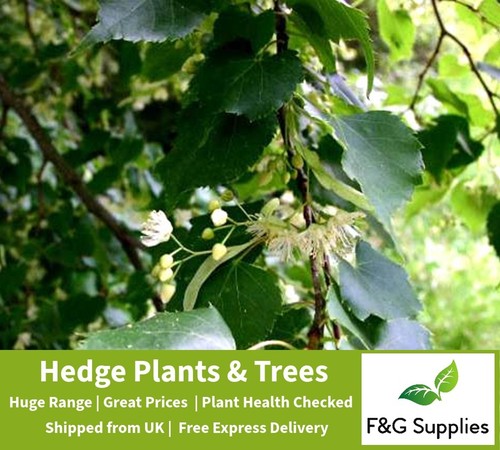 Lime tilia native bare root - tilia,