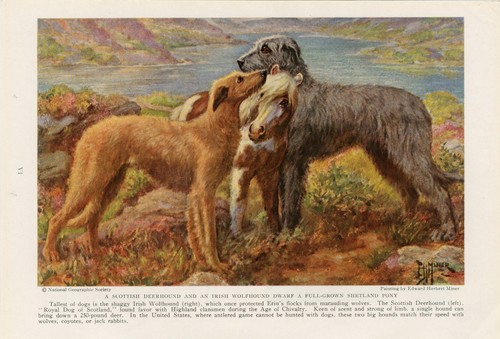 Deerhound irish wolfhound - irish,