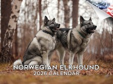 Norwegian Elkhound Dog Breed
