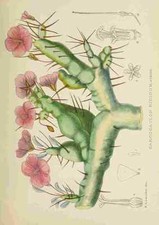 A4 Photo Lansdell KA 1921 Sarcocaulon Rigidum Print Poster