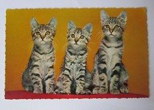 CATS VINTAGE POSTCARD-Cats 3