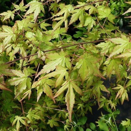 Japanese maple tree acer - /,