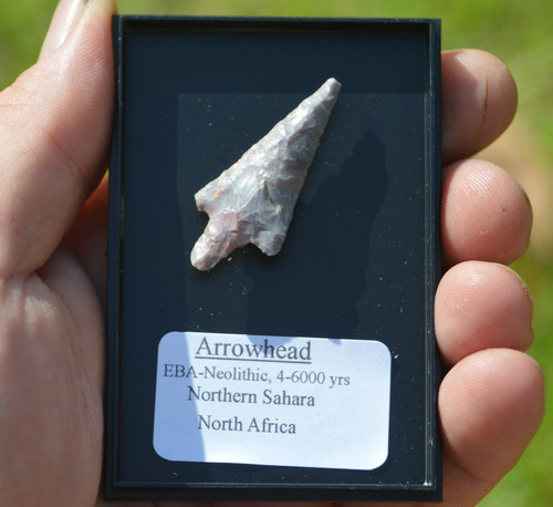 Amazing prehistoric - b8,,