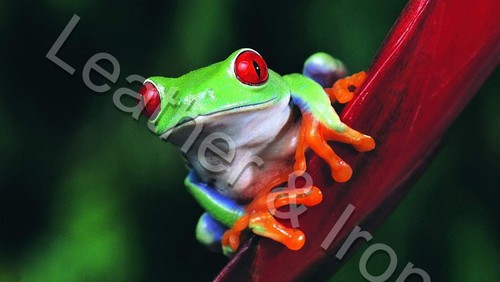 Red eye tree frog design - tree,