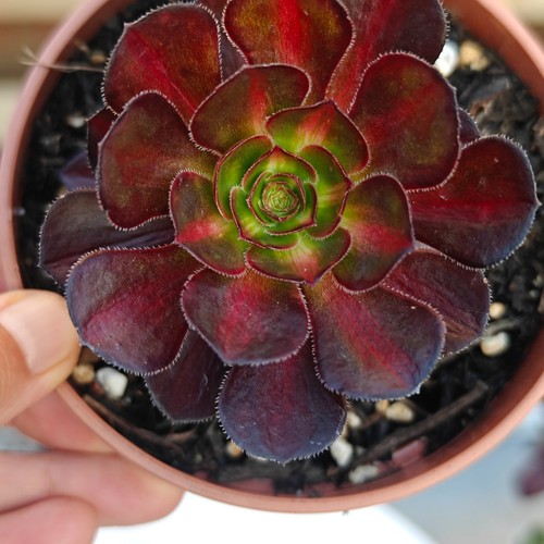 Aeonium plants value - 2,