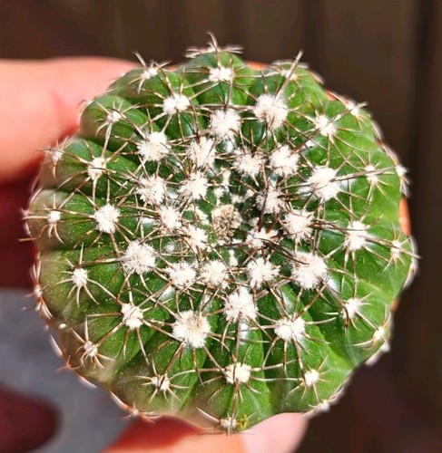 Parodia werneri beautiful - parodia,
