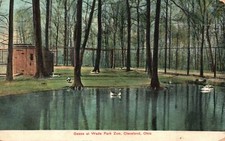 Vintage Postcard 1910 Geese at
