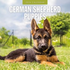 German Shepherd Puppies 2026