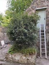 SALE Large Bay Tree Approx 4 metres tall. Restaurants, cafe or courtyard