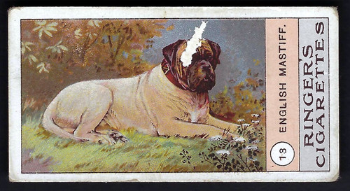 Edwards ringer bigg dogs - edwards,, &