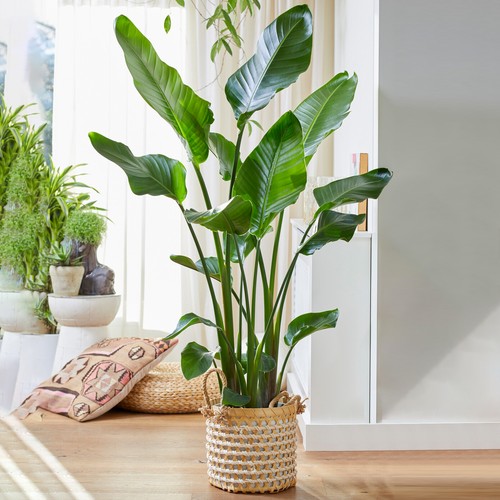 Strelitzia nicolai large - strelitzia,