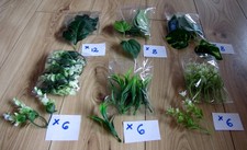 CRAFT BUDDY FOREVER FLOWERS FOLIAGE COLLECTION. X 6 BAGS. LOT 2