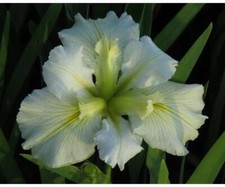 Iris louisiana arabian - iris,
