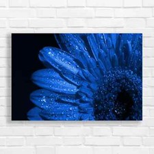 Radiant Red Gerbera Daisy Blue