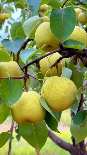 Nashi pear hosui seeds - nashi,